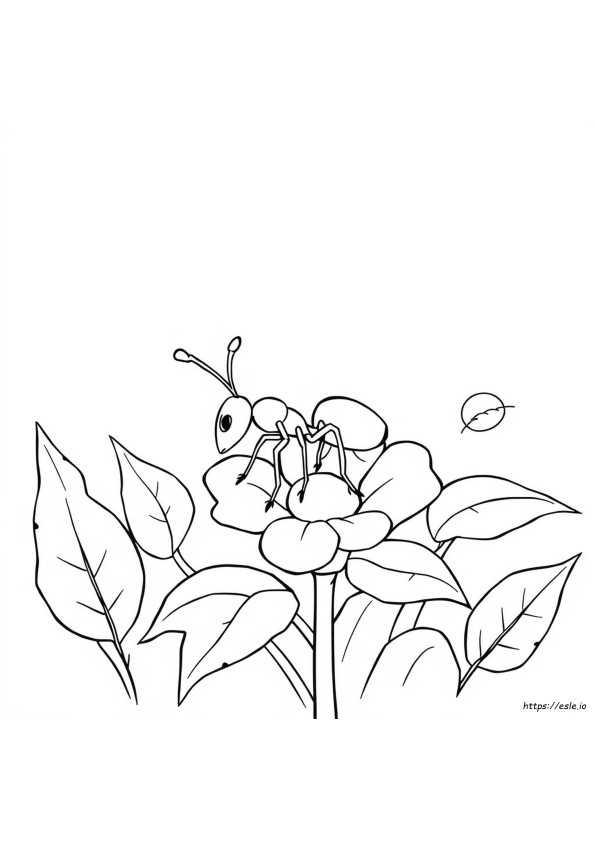 Ant Picture For Colouring
