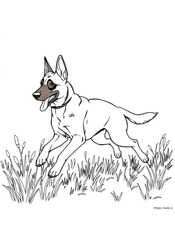 Care Sunt Culorile Câinelui Ciobănesc Belgian Malinois