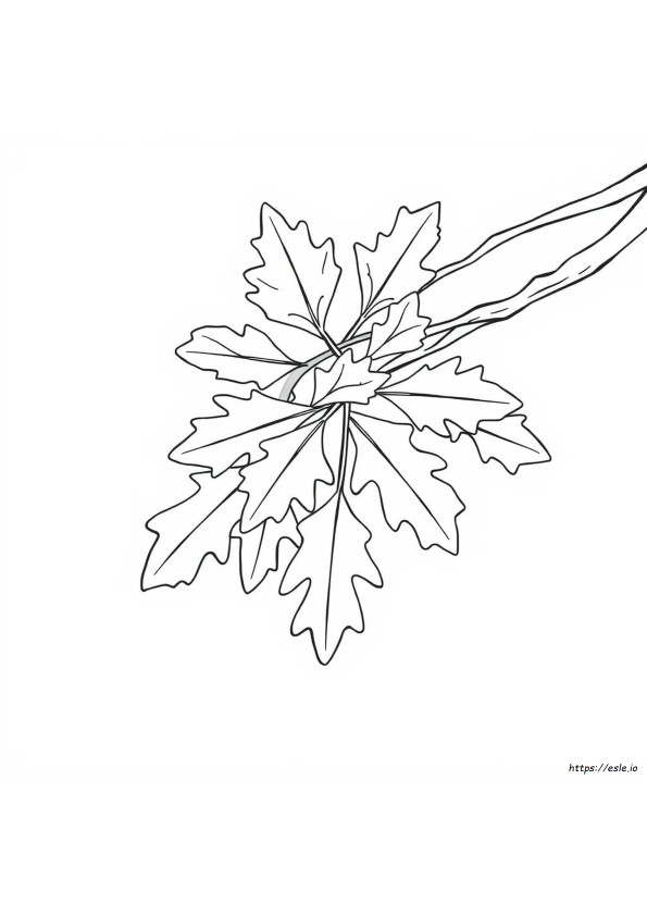 Hoja De Roble Para Colorear