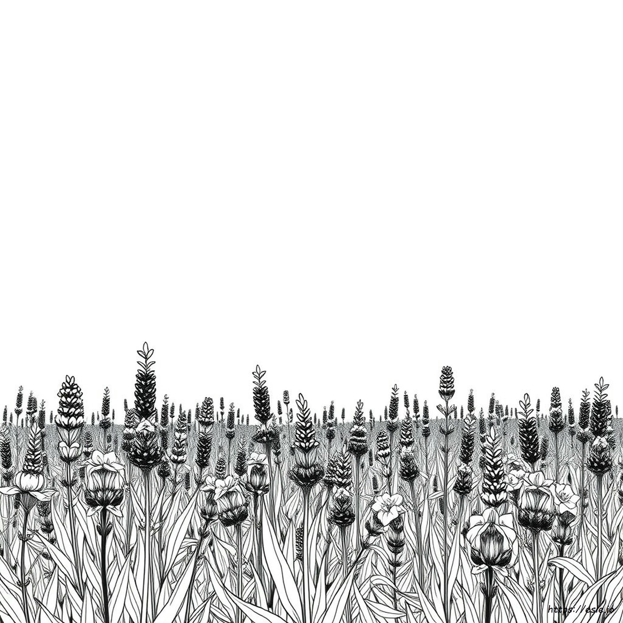 Free Printable Lavender Coloring Page for Kids