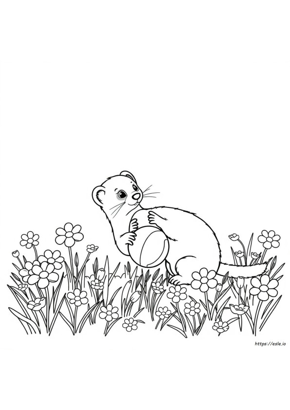 Furetto Da Colorare