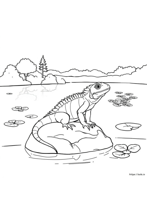 Iguana Para Colorir