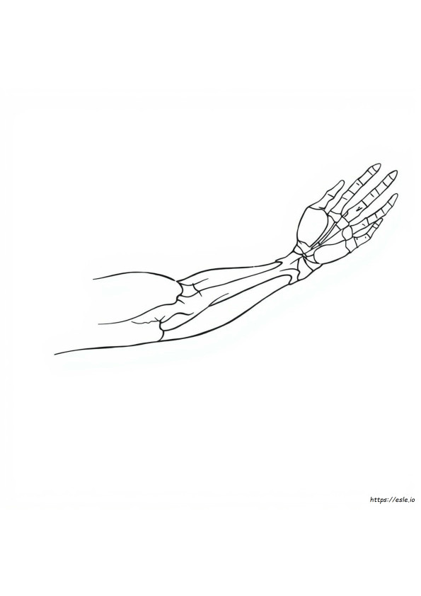 Libro Da Colorare Di Anatomia In Pdf