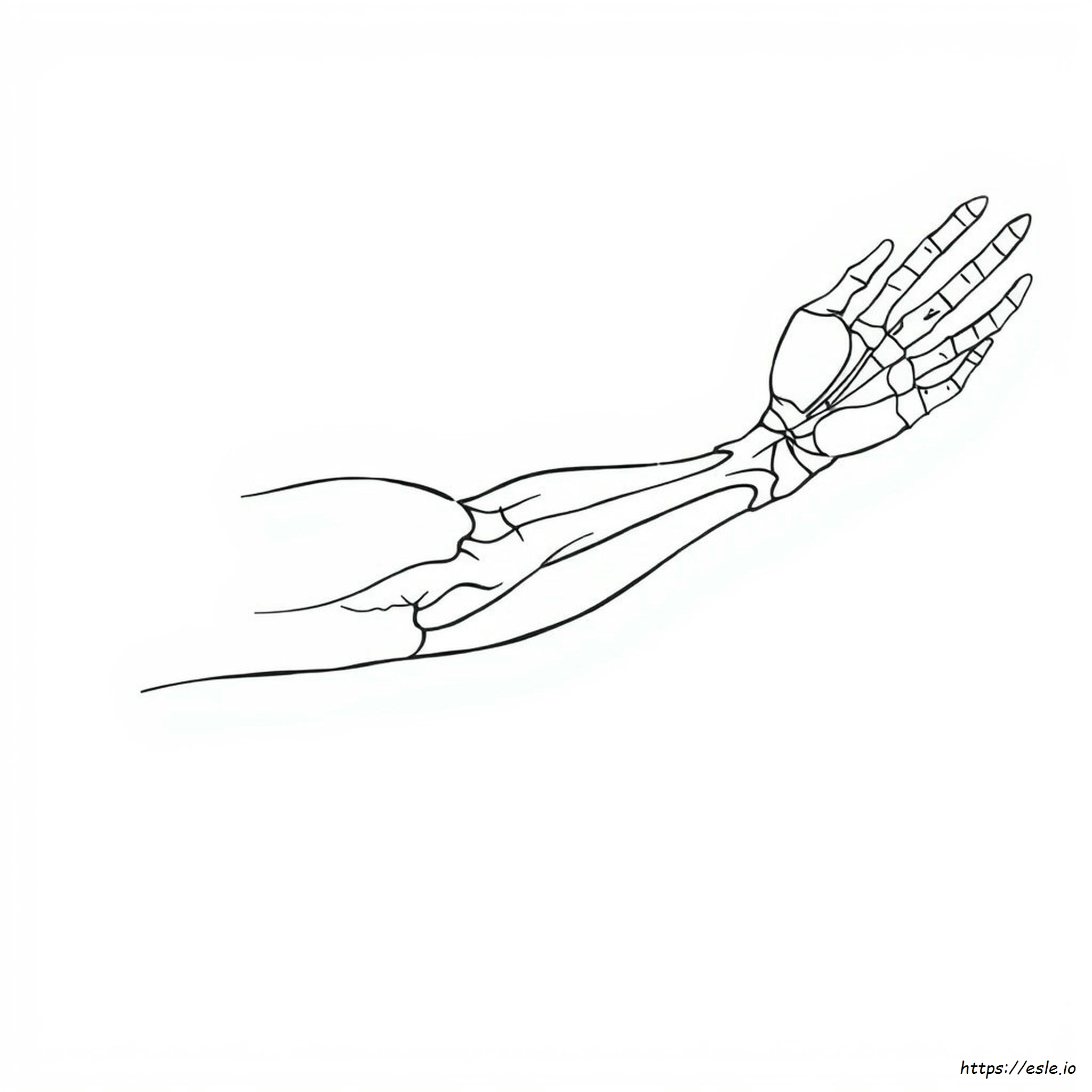 Anatomy Coloring Book Pdf