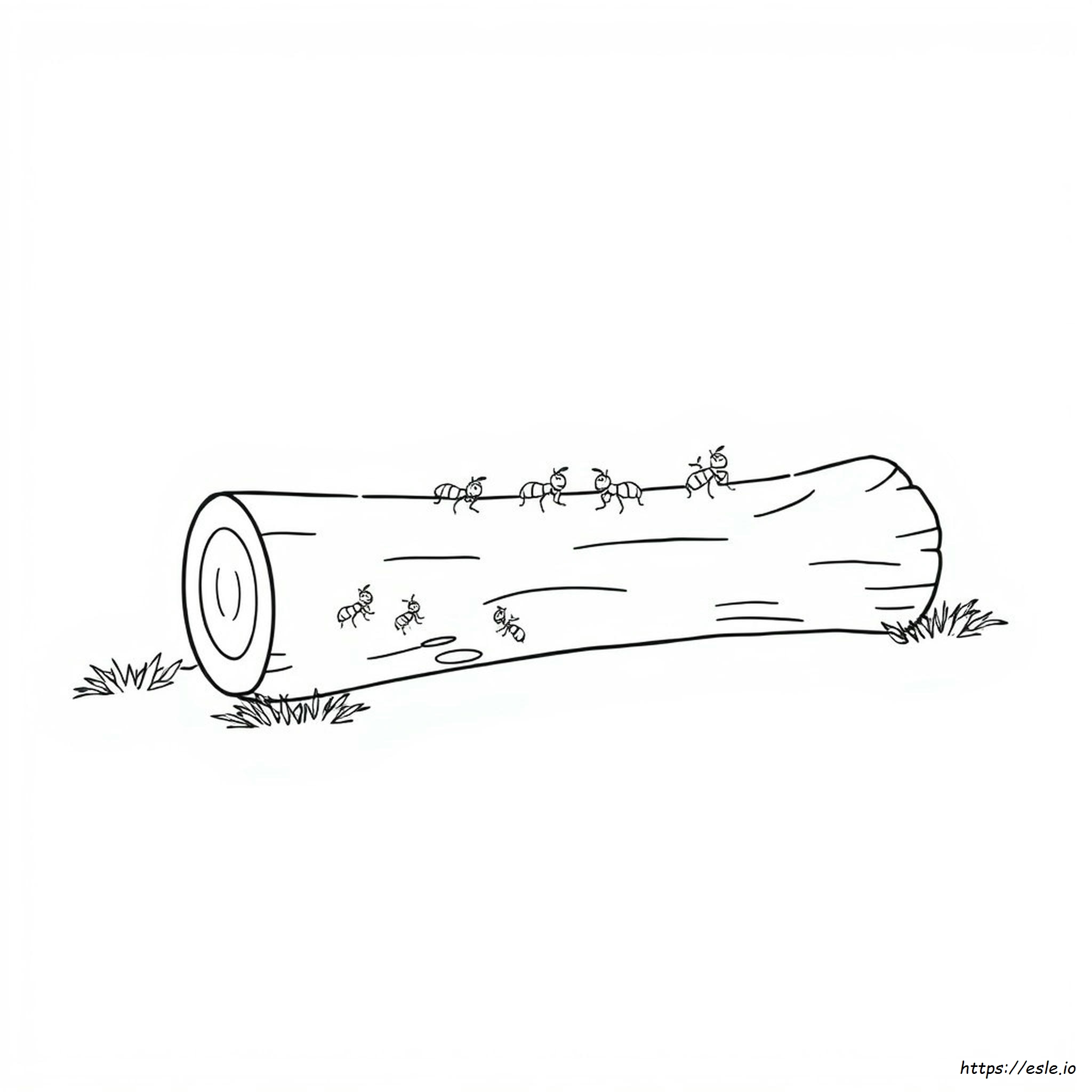 Disegni Formiche Sul Tronco Da Colorare
