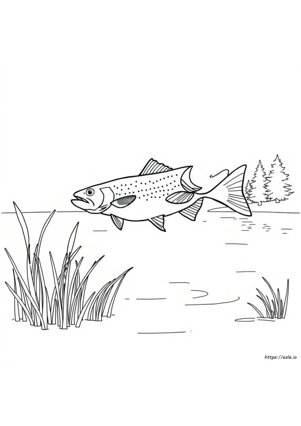 Gambar Mewarnai Ikan Trout