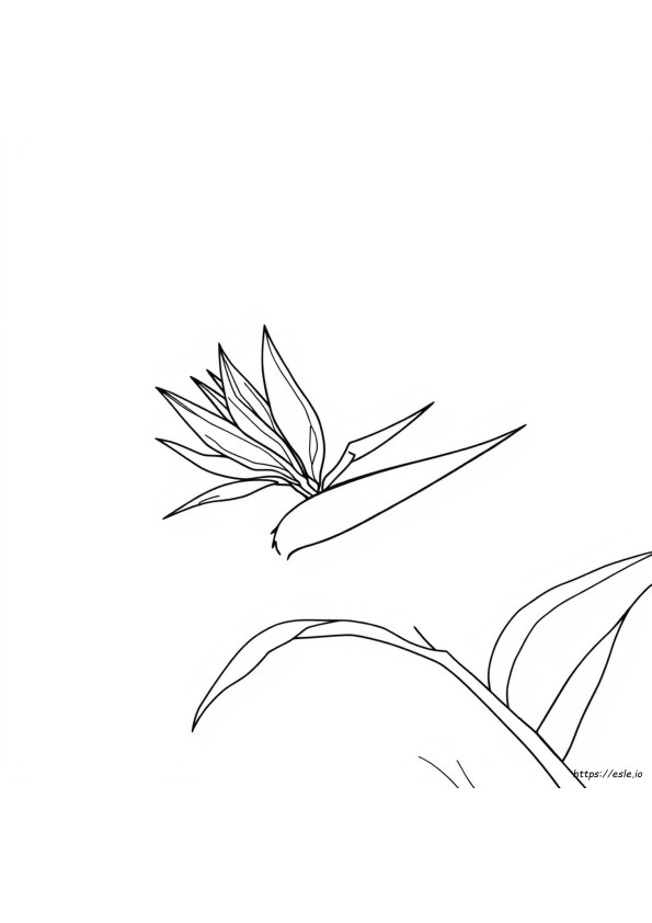 Bird Of Paradise Coloring Page
