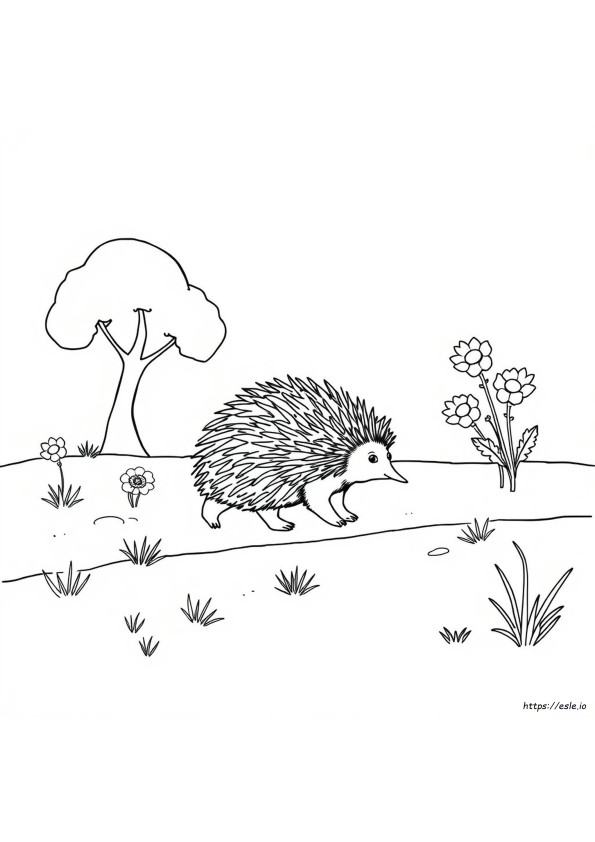 Echidna Para Colorir