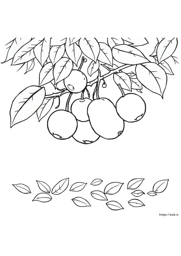 Fruits Colouring Worksheets For Kindergarten