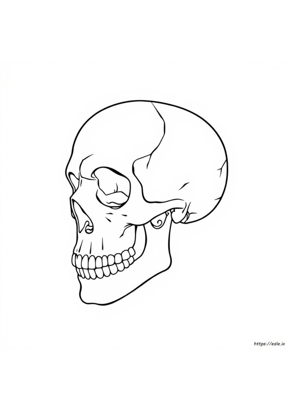Printable Skull Anatomy Coloring Pages