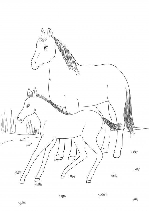 Animal family learning- mare and foal free printable for coloring