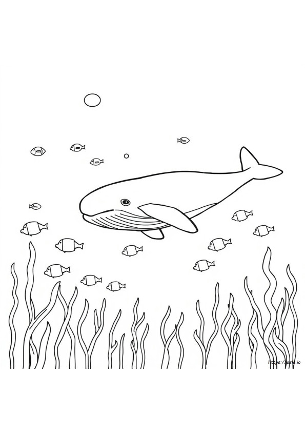 Whale Coloring Book