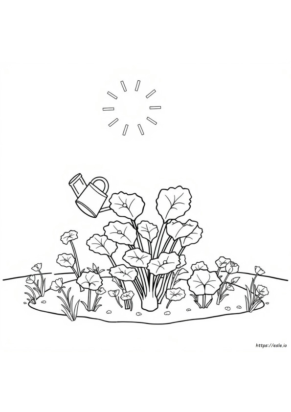 Come Coltivare Il Rabarbaro In Colorado Disegni Da Colorare Per Bambini Stampabili E Gratis