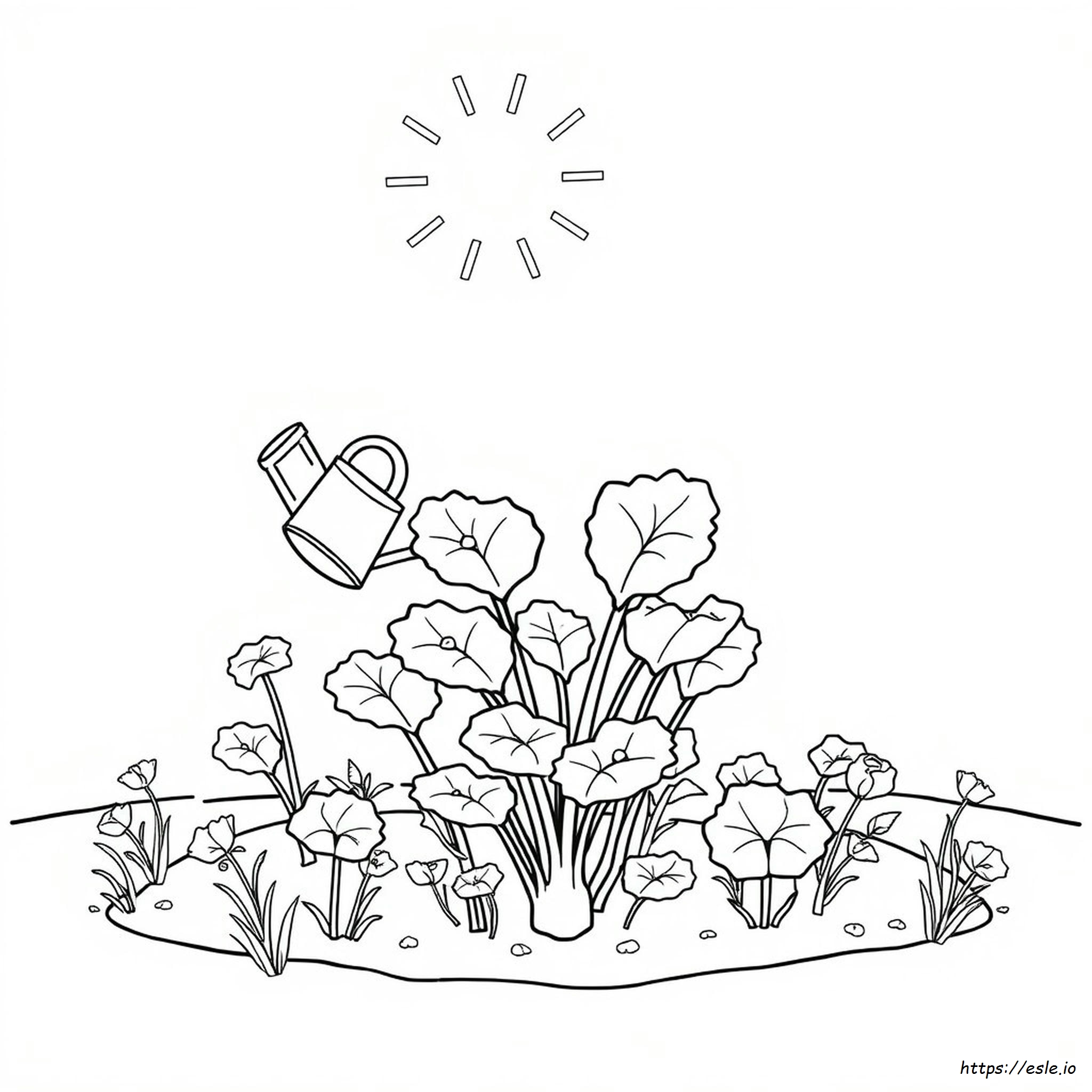 How To Grow Rhubarb In Colorado - Coloring Page