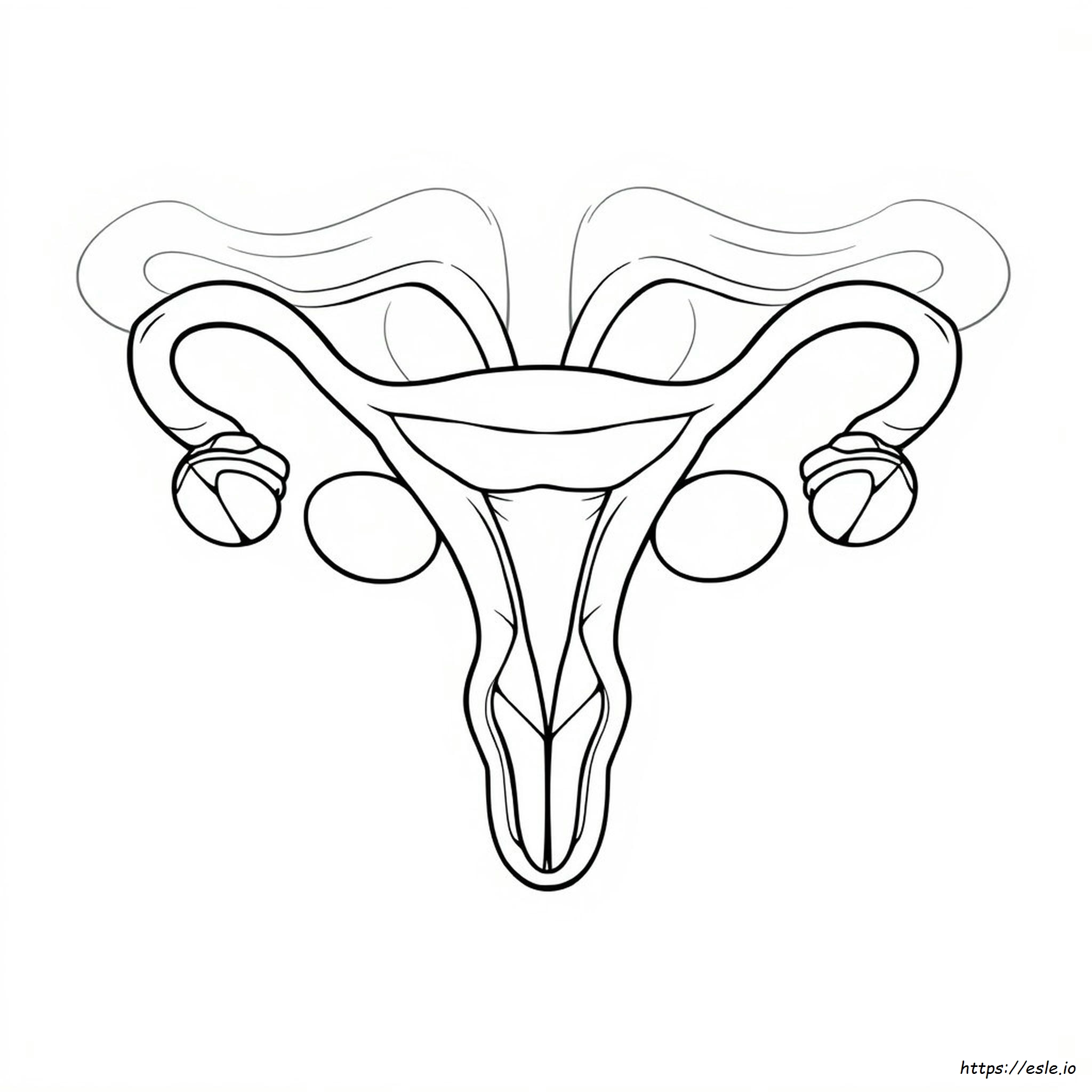 Uterus Coloring Page