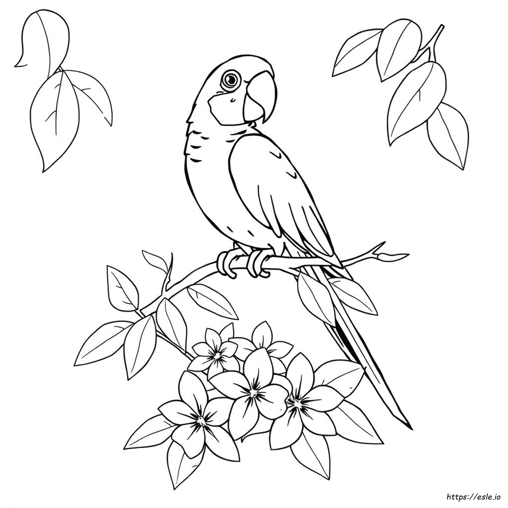 Gambar Mewarnai Burung Beo