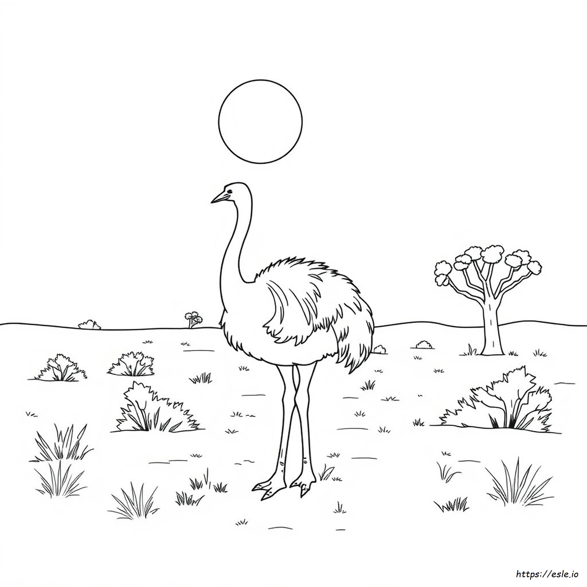 Free Printable Ostrich Coloring Pages