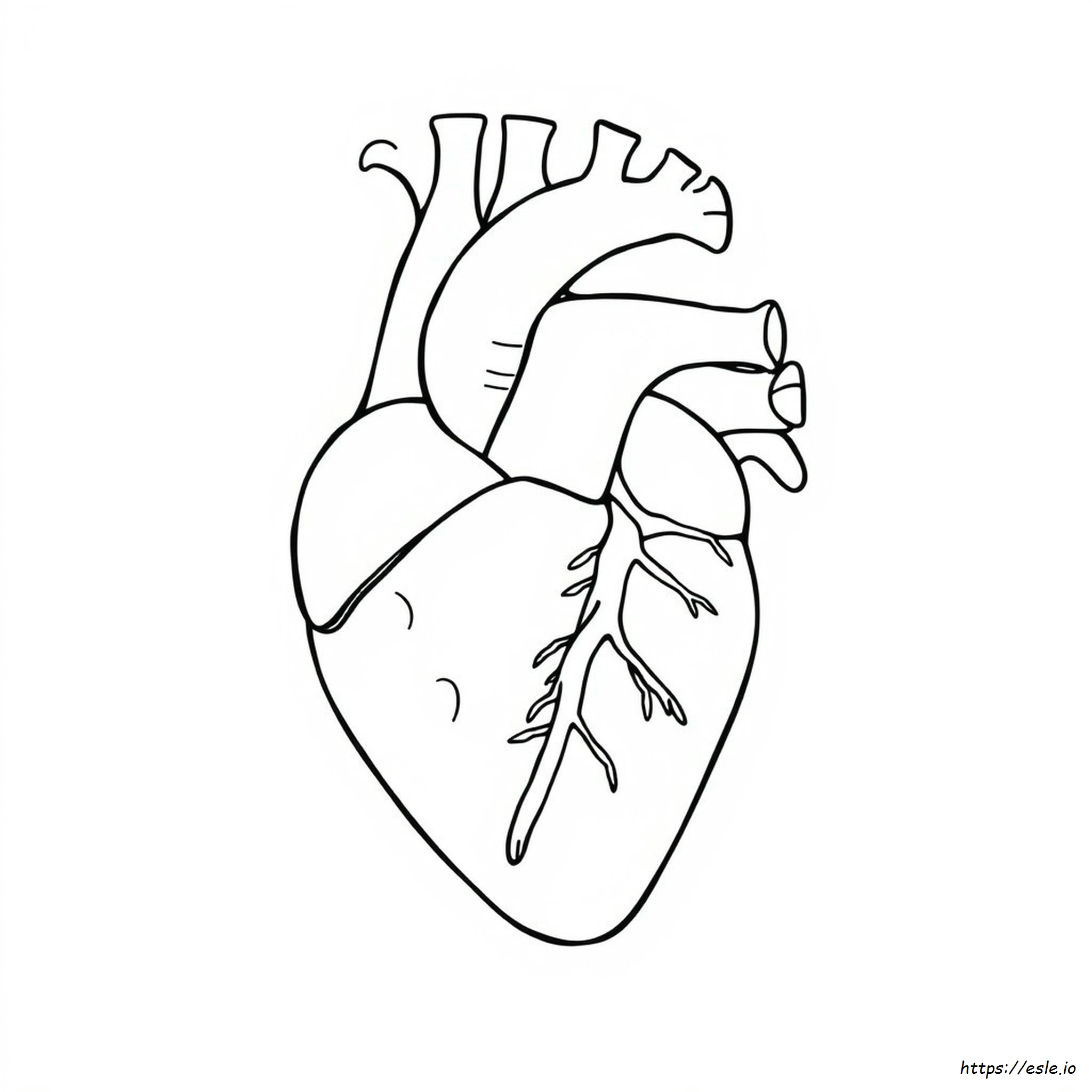 Printable Heart Anatomy Coloring Pages