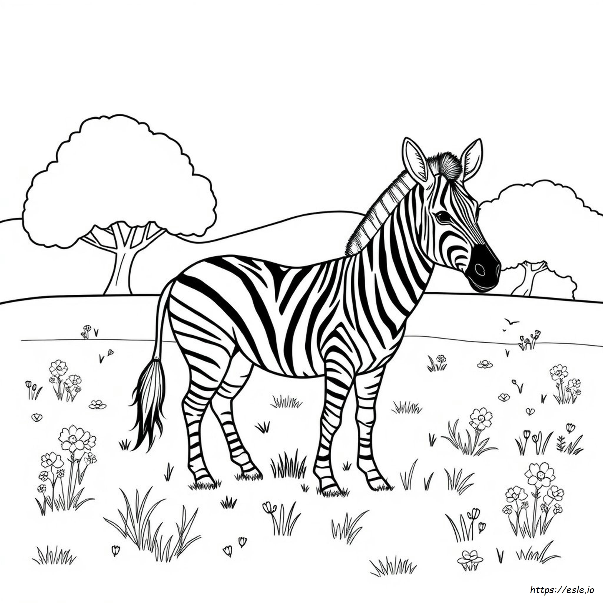 Disegni Da Colorare: Nuova Zelanda Da Stampare