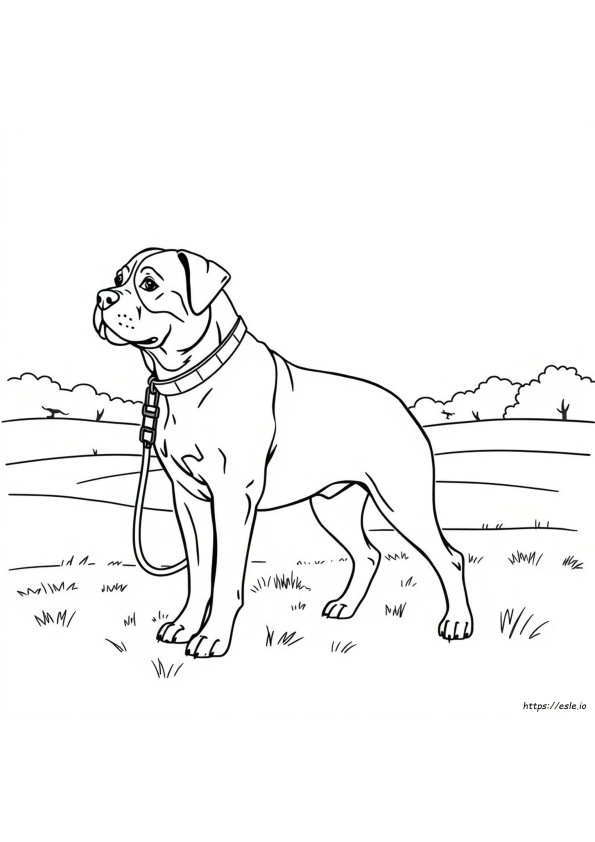 Rottweiler Colouring