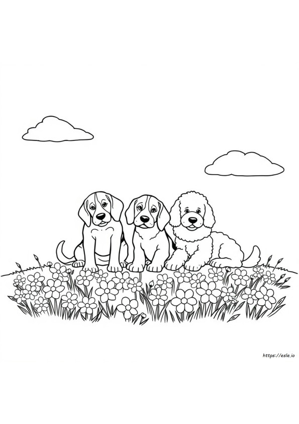 Beagle Värityskuvat