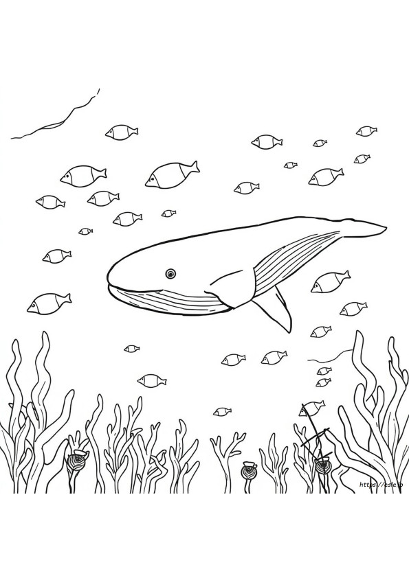Dibujo De Ballena Para Colorear