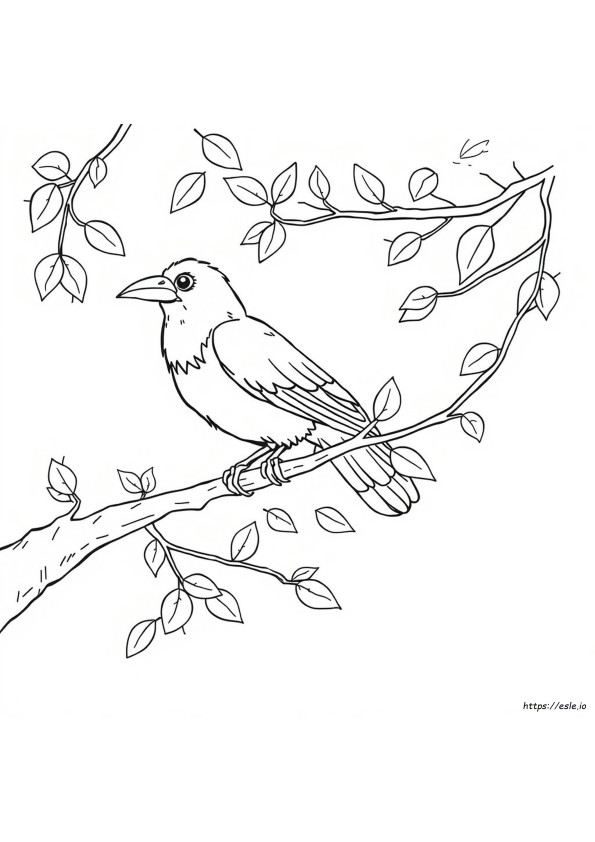 Crow Colouring Images