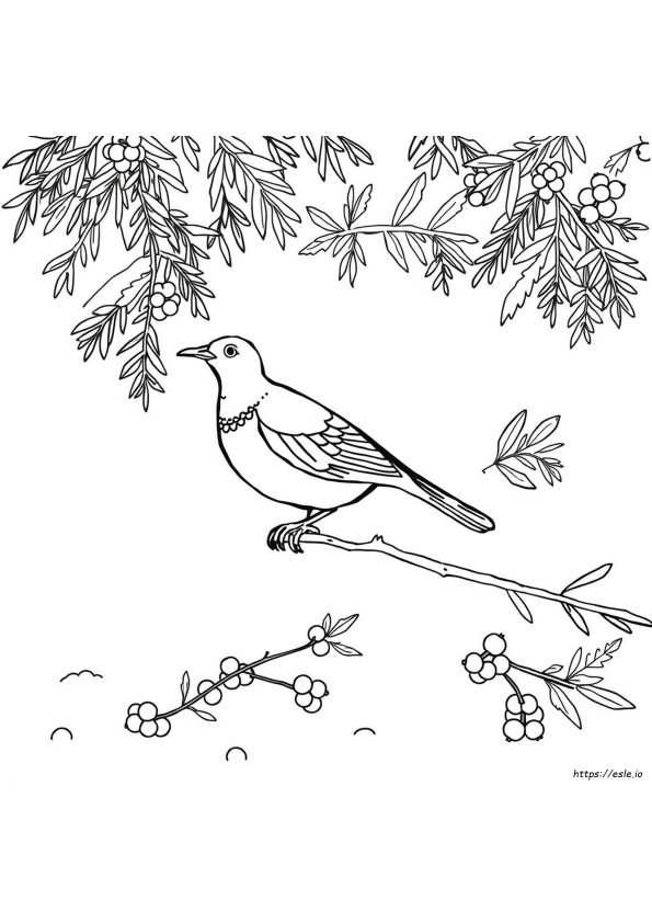 Partridge Coloring Page