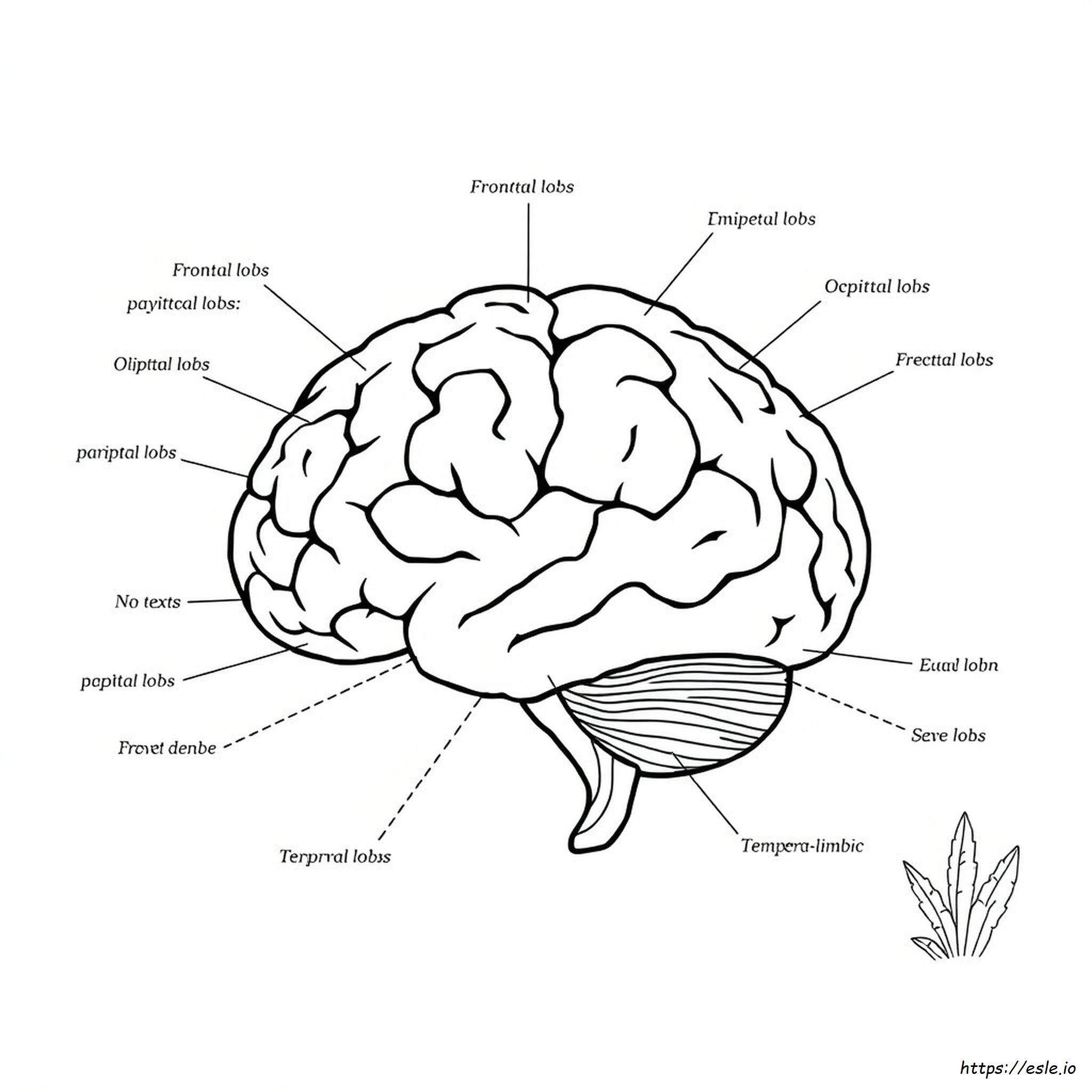 Anatomy Of The Brain Coloring Answer Key