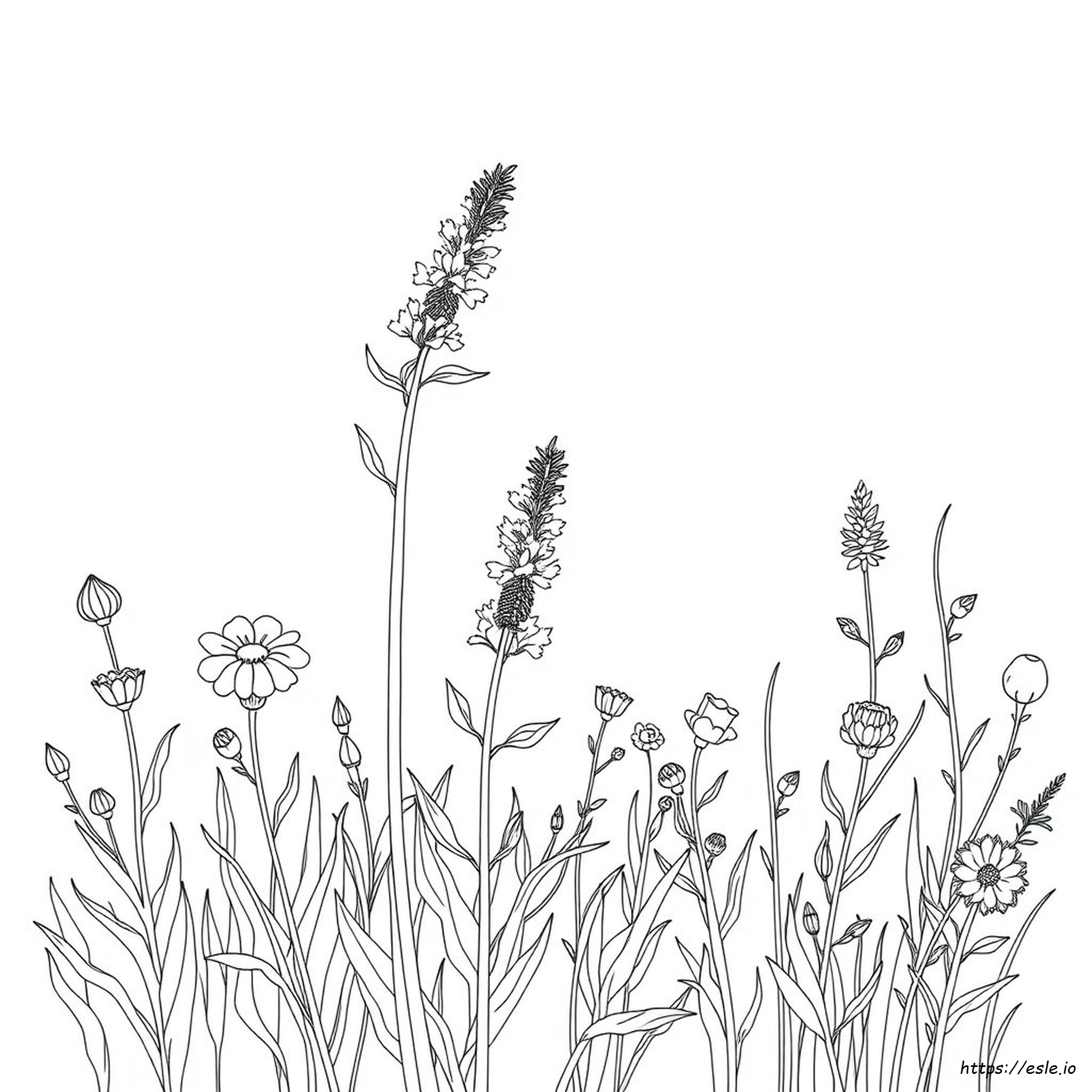 Goldenrod Coloring Page