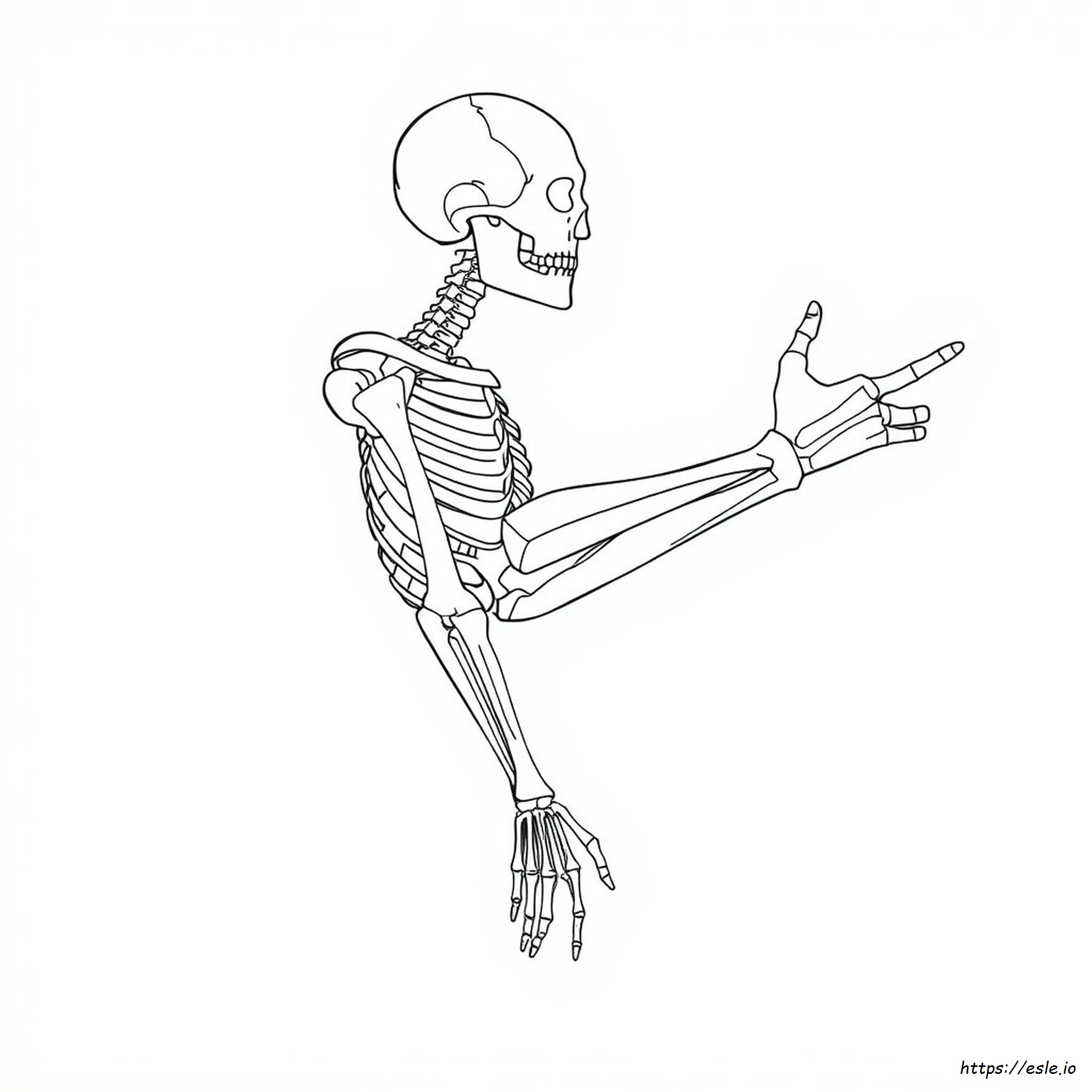 Kaplan Anatomy Coloring Book