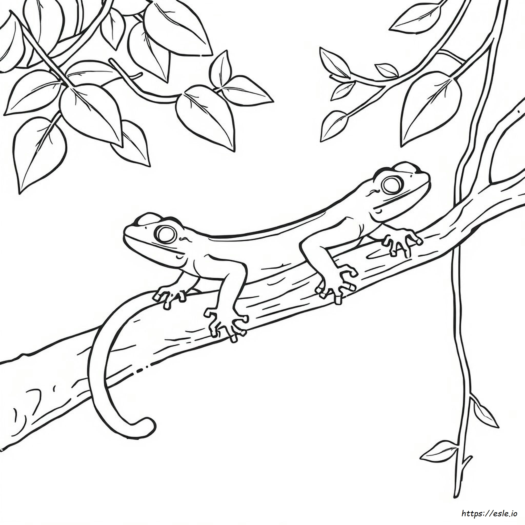 Gecko Colouring In