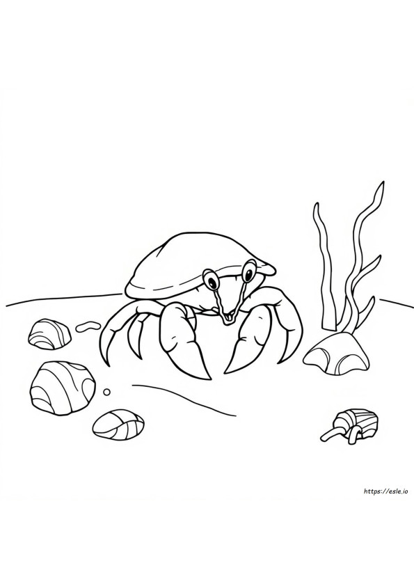 Free Hermit Crab Coloring Pages