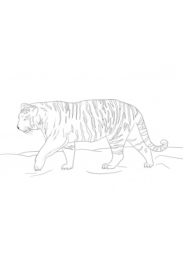 Siberische tijger - een gratis educatieve kleurplaat