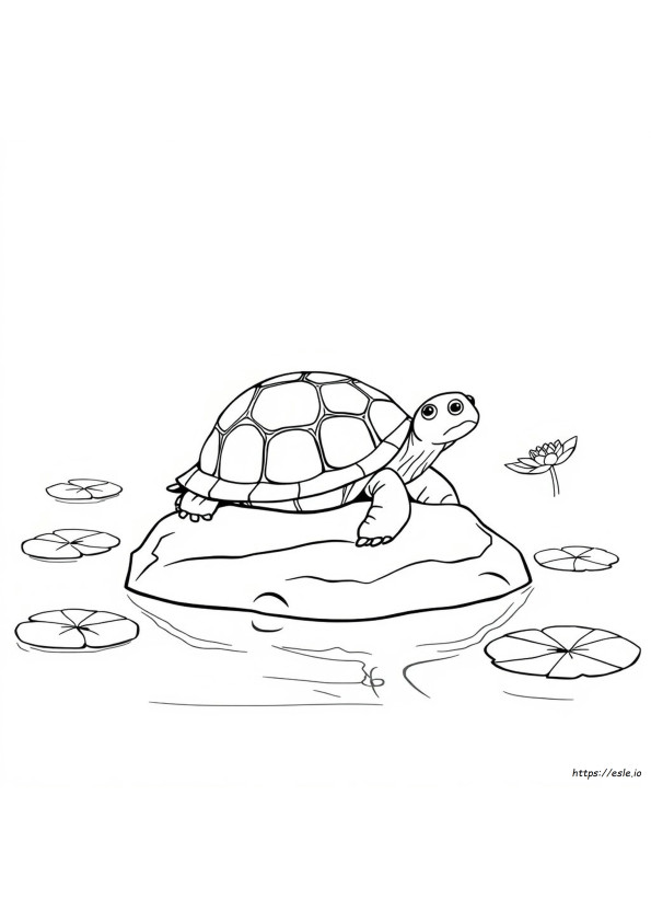 Schildpad Kleuren Kleurplaten