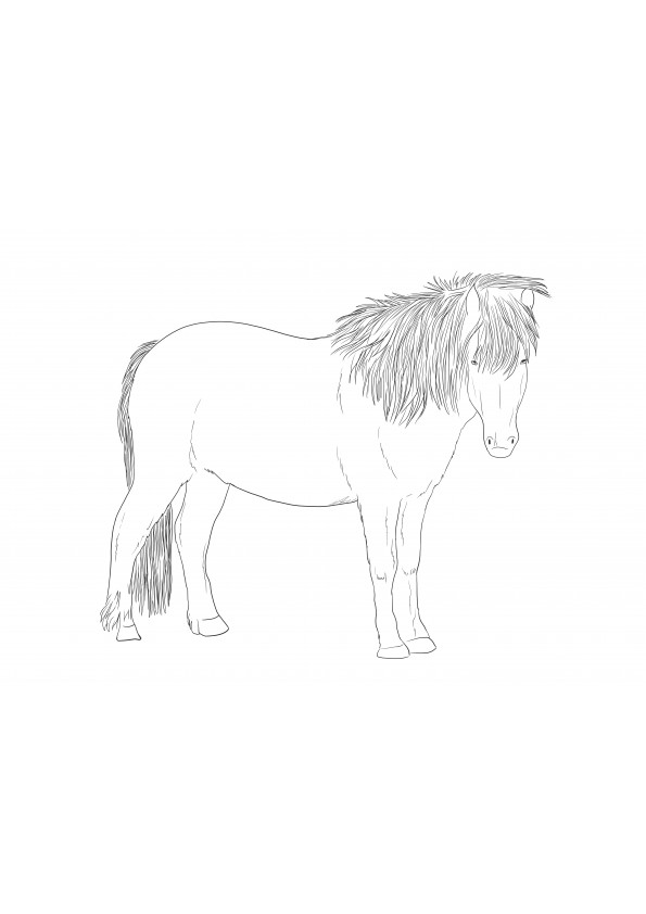 Imagem para colorir de impressão de cavalo islandês para uso gratuito