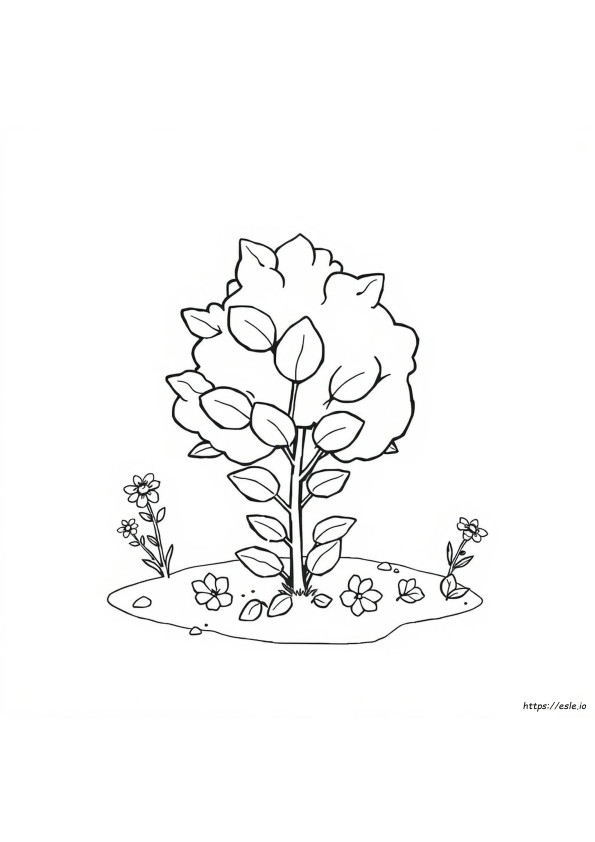 Shrub Coloring Page
