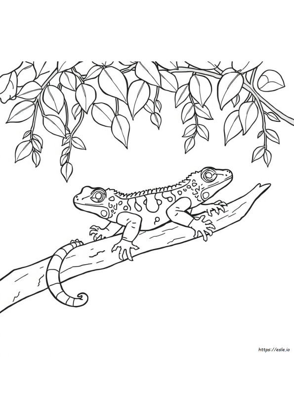 Geco Tokay De Colorat