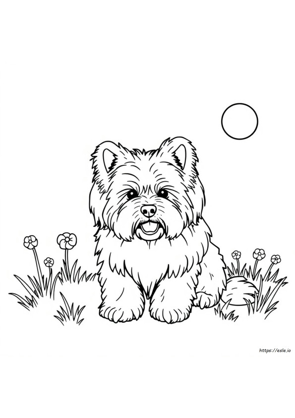 What Colors Do Havanese Come In