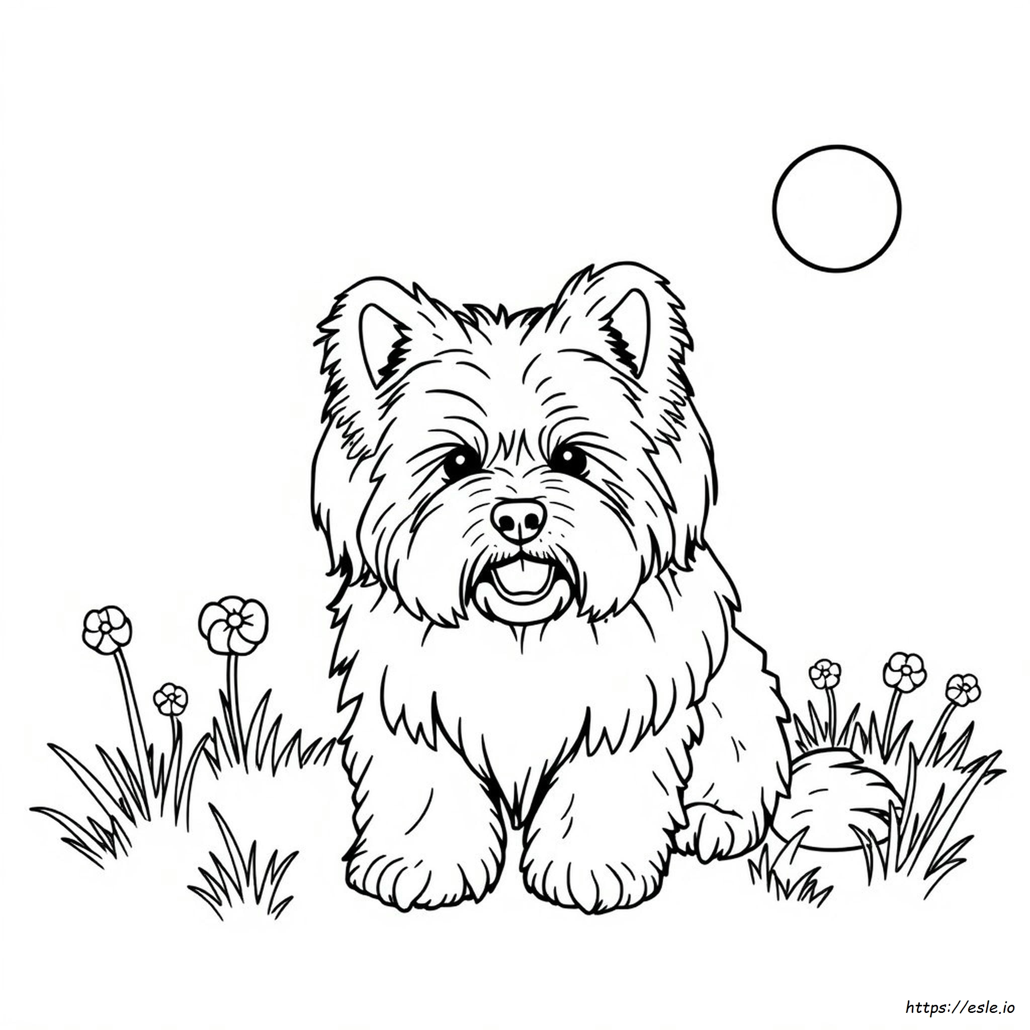 What Colors Do Havanese Come In