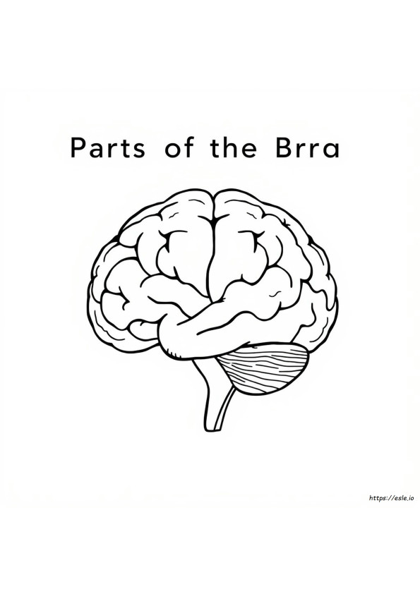 Coloriage Les Parties Du Cerveau