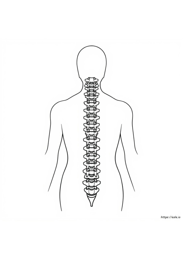 Spinal Cord Coloring Page