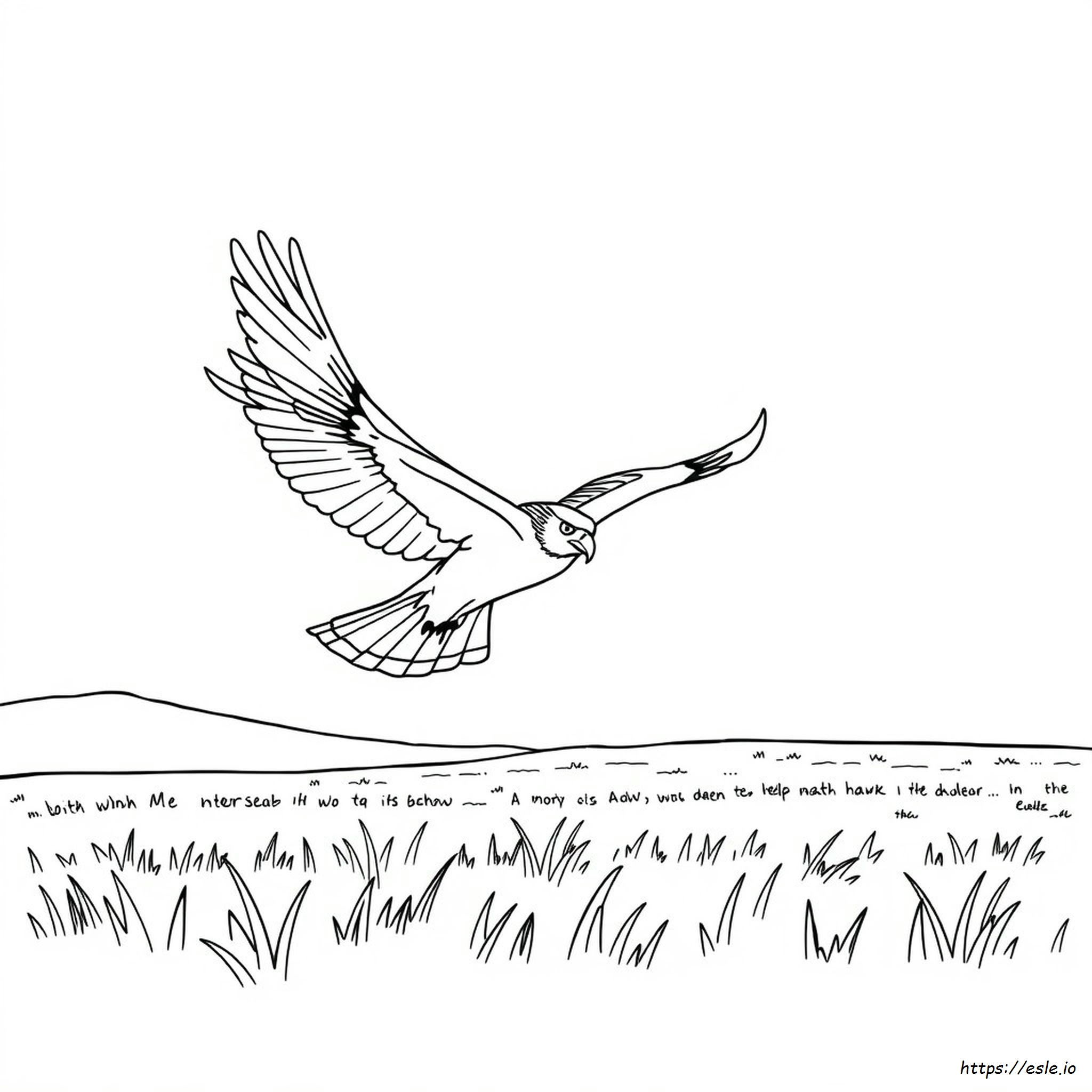Red Tailed Hawk Coloring Page