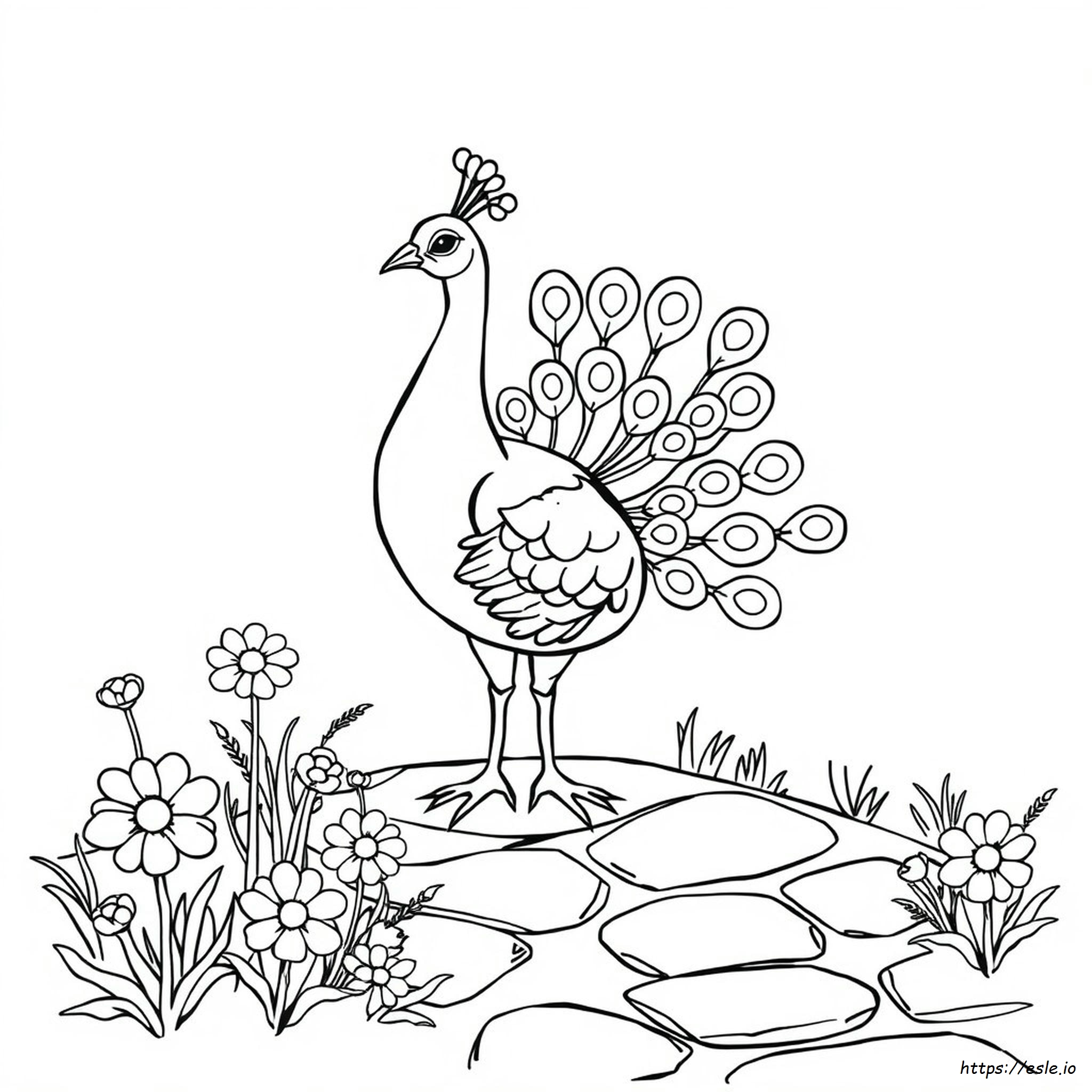 Coloring Peacock Clipart Black And White