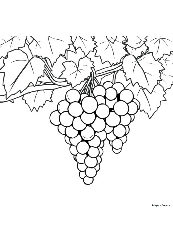 Grapes Colouring Sheet