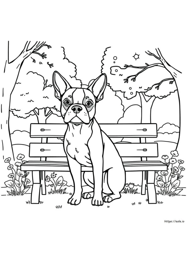 Boston Terrier Coloring