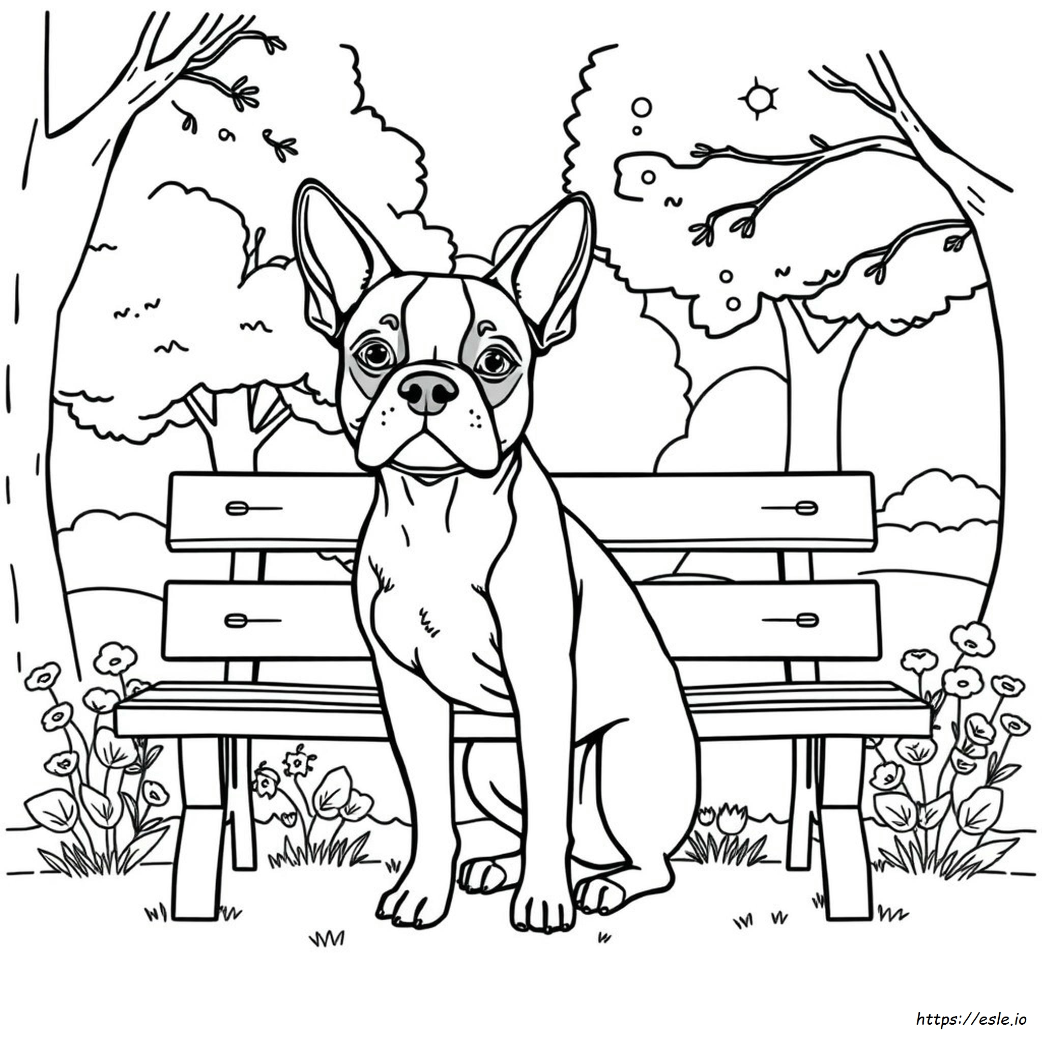 Boston Terrier Coloring