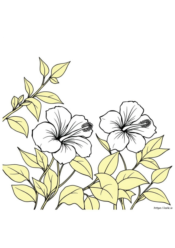 Hibiskus Boyama Sayfası