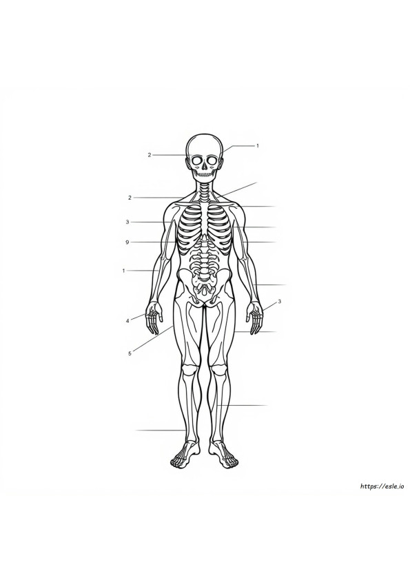 Anatomy And Physiology Coloring Workbook Answers