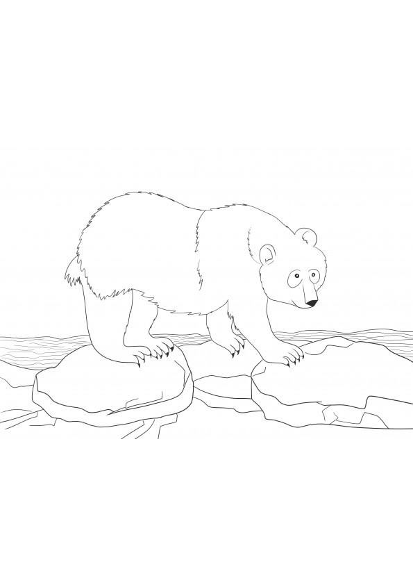 Polar bear sliding over the ice-free printable sheet to color